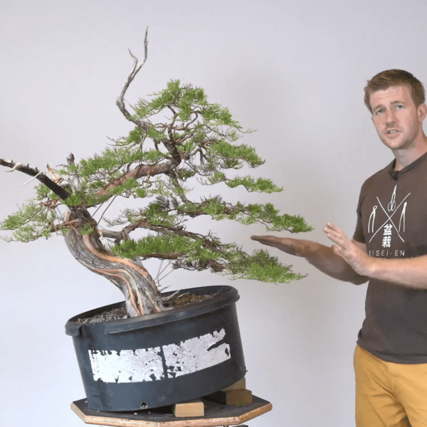 Bjorn Bjorholm styles an Ashe Juniper for Bonsai-U