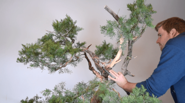 Bjorn Bjorholm styles an Ashe Juniper for Bonsai-U part one