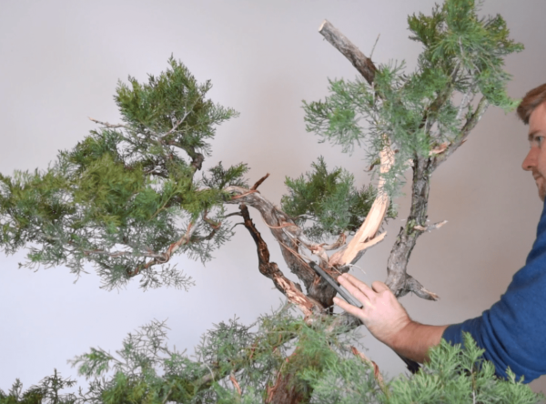 Bjorn Bjorholm styles an Ashe Juniper for Bonsai-U part one