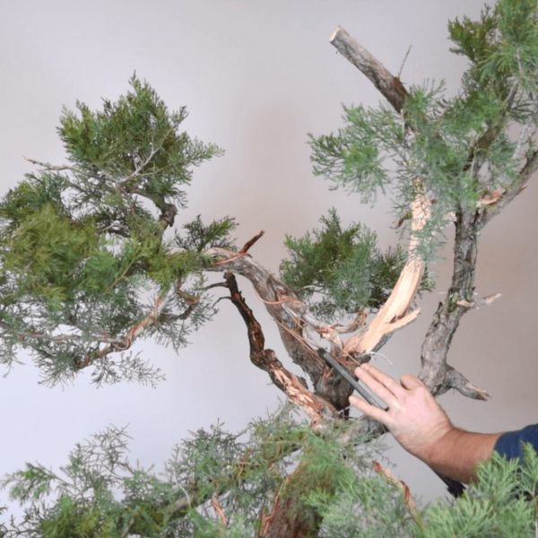 Bjorn Bjorholm styles an Ashe Juniper for Bonsai-U part one