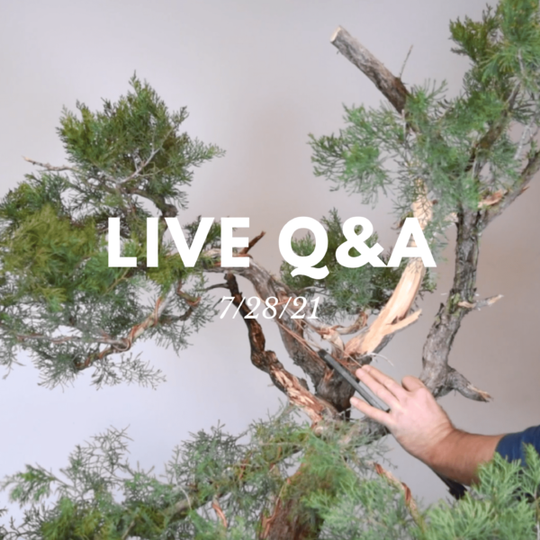 Bonsai-U Live Q&A 7/28/21