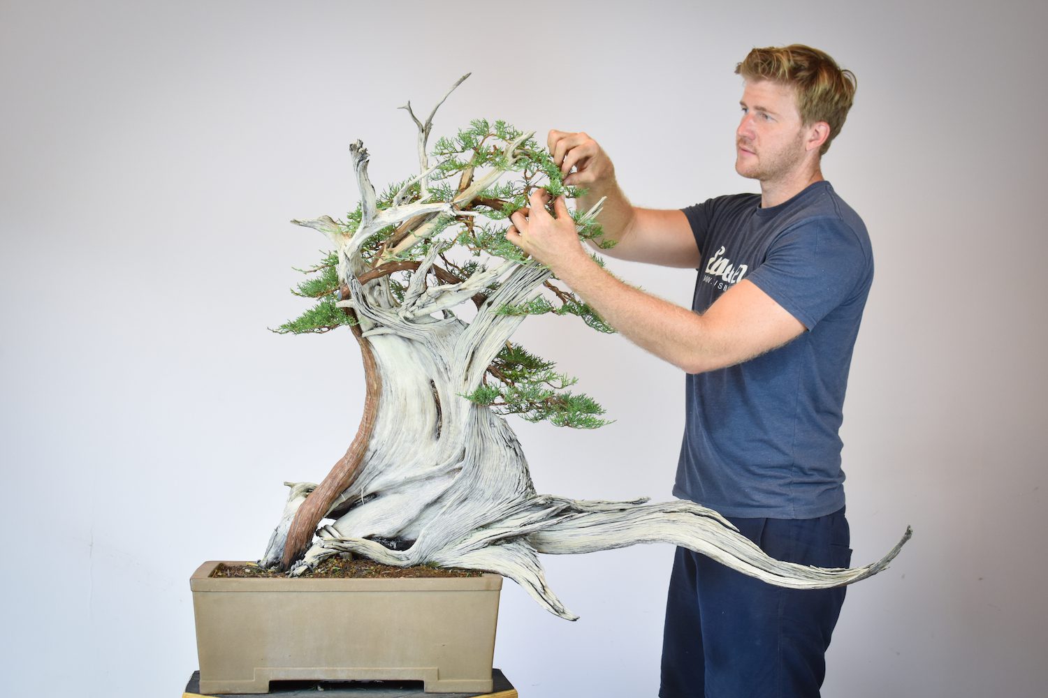 Bjorn Bjorholm styles a One Seed Juniper bonsai tree