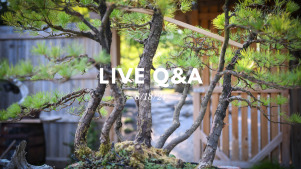 Bonsai-U Live Q&A August 18, 2021