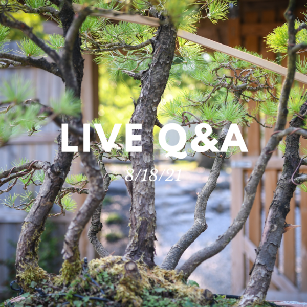 Bonsai-U Live Q&A August 18, 2021