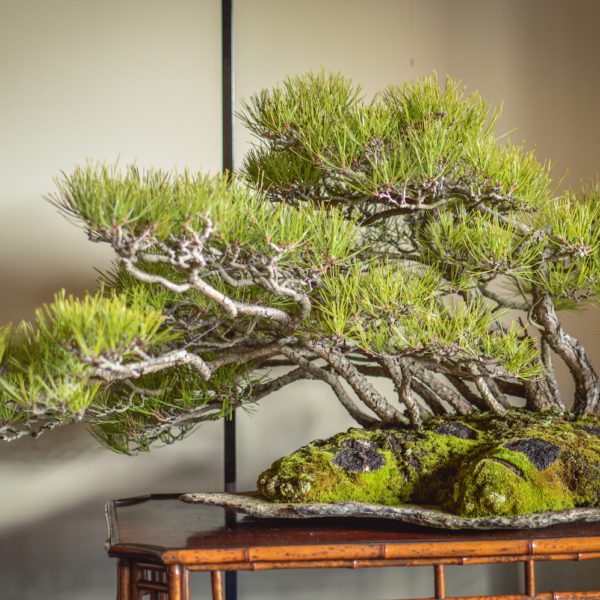 Japanese Red Pine bonsai at Daitoku-ji