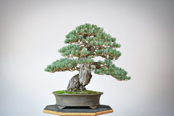 Japanese White Pine bonsai in an oval tokoname pot