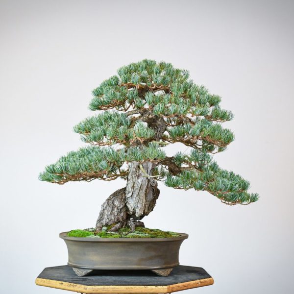 Japanese White Pine bonsai in an oval tokoname pot