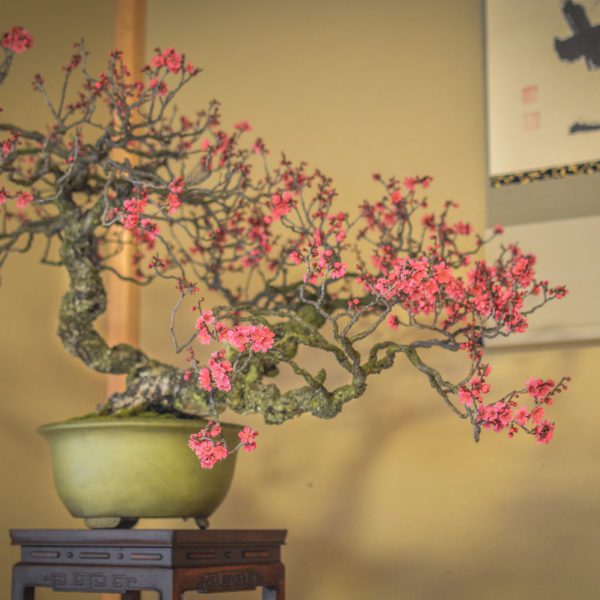 Japanese flowering apricot bonsai on display at Daitoku-ji in KYoto