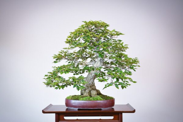 Korean Hornbeam bonsai tree in purple oval pot