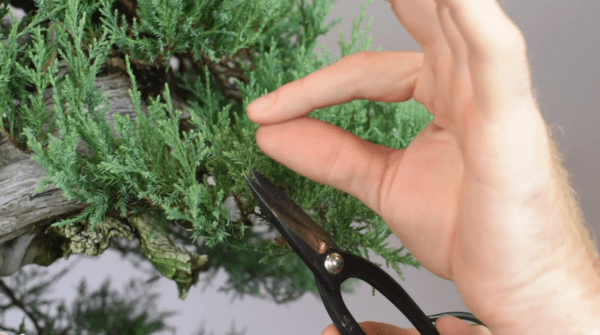 Late summer pruning on Juniper and Hinoki bonsai trees