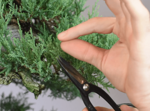 Late summer pruning on Juniper and Hinoki bonsai trees