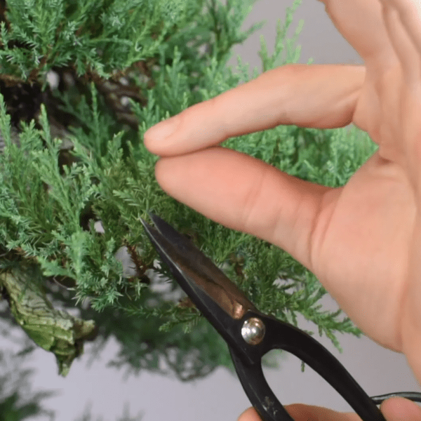 Late summer pruning on Juniper and Hinoki bonsai trees