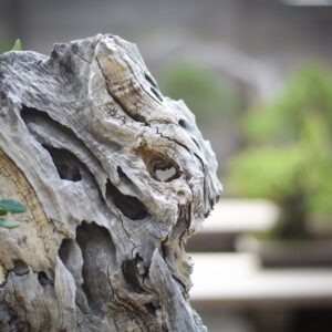 Olive bonsai deadwood