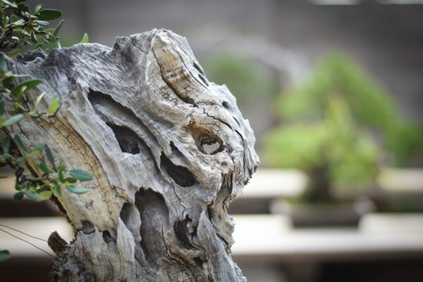 Olive bonsai deadwood