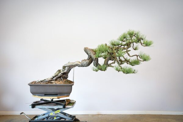 Ponderosa Pine bonsai with snaking trunk front view