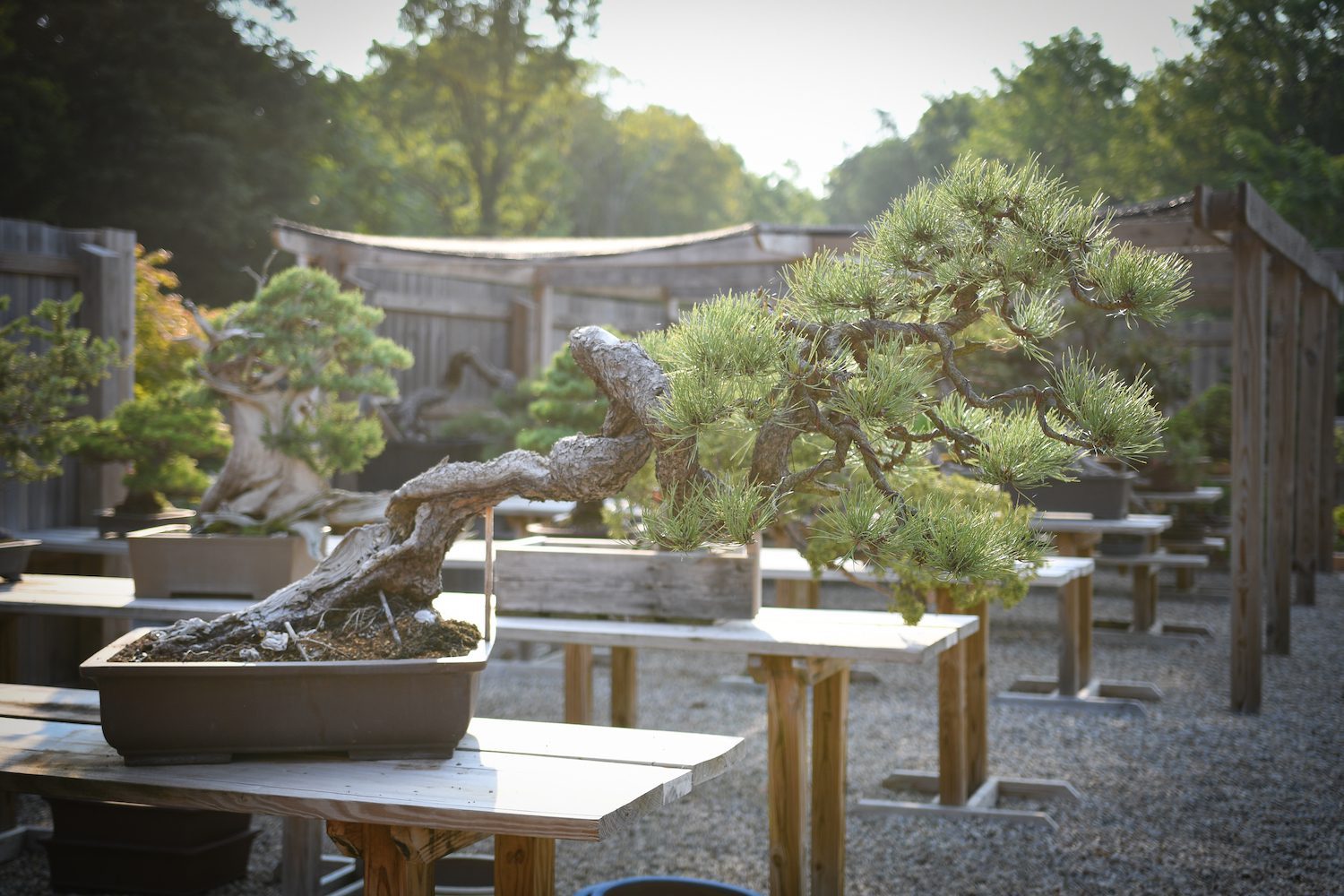 Ponderosa Pine bonsai with snaking trunk