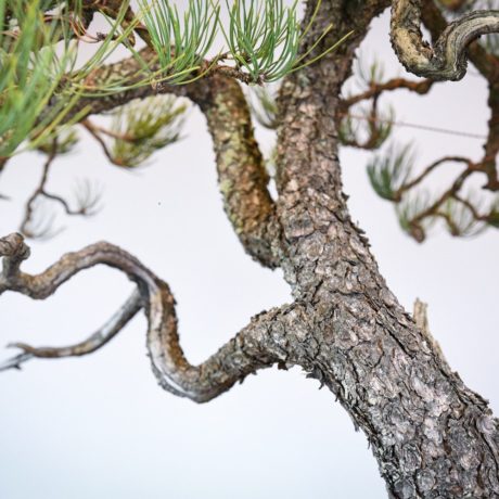 Ponderosa Pine in Marc Berenbrinker pot trunk close up