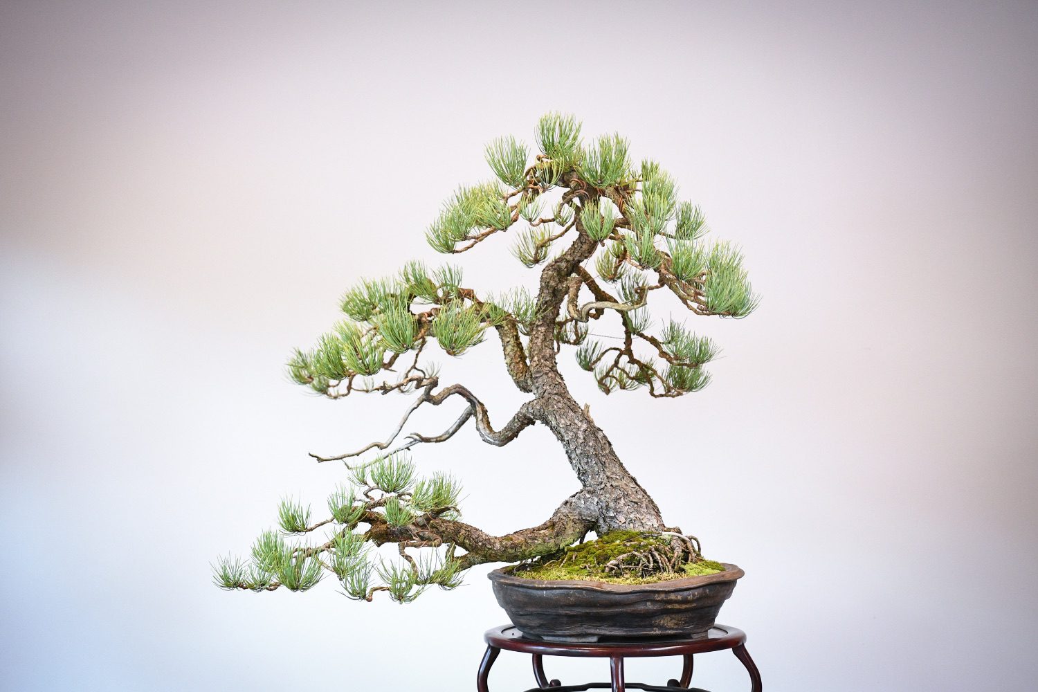 Ponderosa Pine in Marc Berenbrinker pot