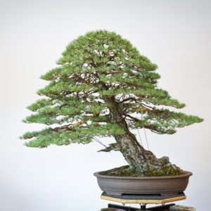 RAF Scots Pine bonsai