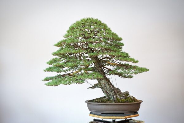 RAF Scots Pine bonsai