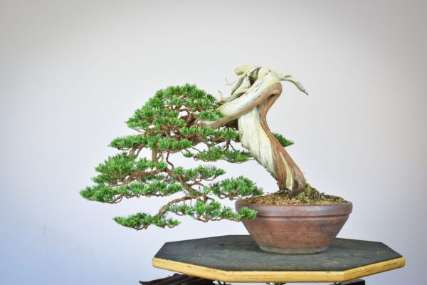 Sabina Juniper bonsai planted in a tokoname pot