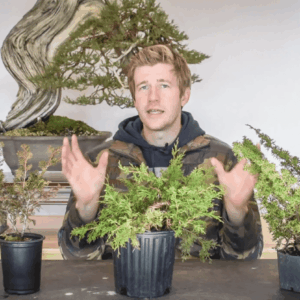 Shohin shimpaku juniper bonsai part one