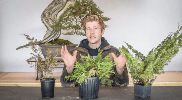 Shohin shimpaku juniper bonsai part one