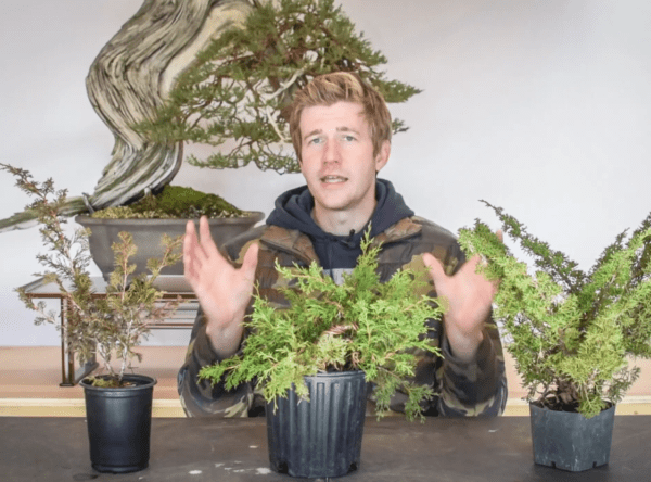 Shohin shimpaku juniper bonsai part one