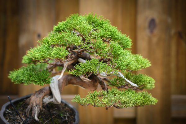 Shohin shimpaku juniper with shari and green foliage