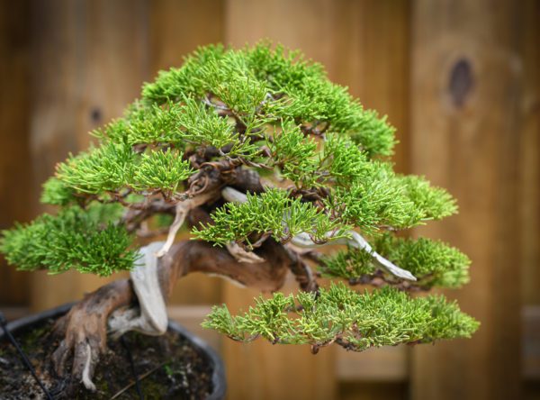 Shohin shimpaku juniper with shari and green foliage