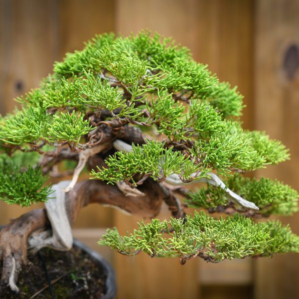 Shohin shimpaku juniper with shari and green foliage