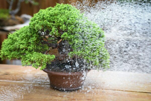 Watering a shimpaku juniper bonsai tree