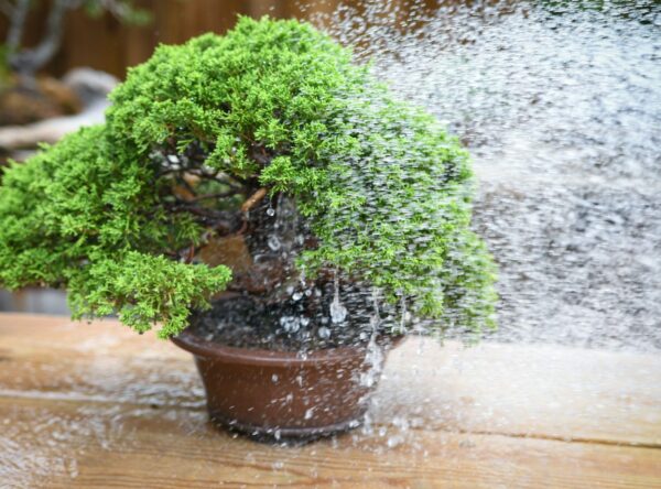 Watering a shimpaku juniper bonsai tree