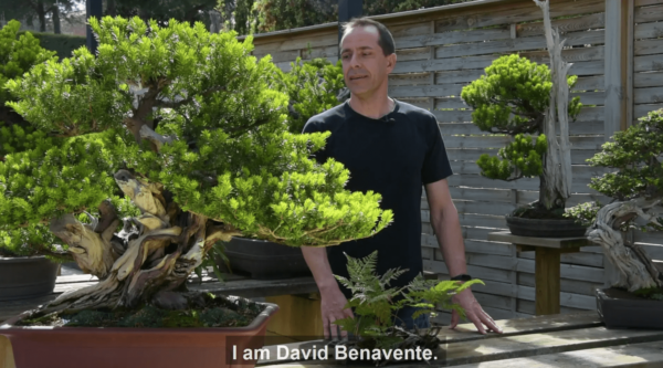 Yew bonsai with David Benavente
