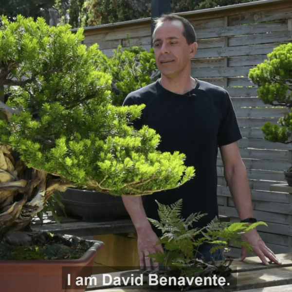 Yew bonsai with David Benavente
