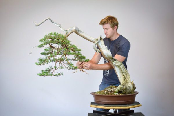 Bjorn Bjorholm restyling a Rocky Mountain Juniper