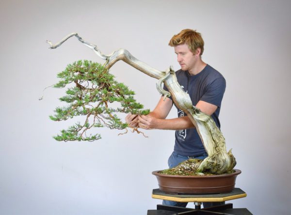 Bjorn Bjorholm restyling a Rocky Mountain Juniper