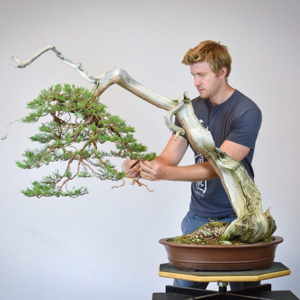 Bjorn Bjorholm restyling a Rocky Mountain Juniper