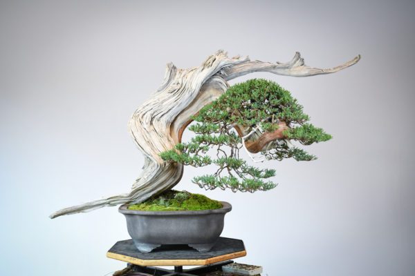 Rocky Mountain juniper bonsai for the US National Bonsai Exhibition