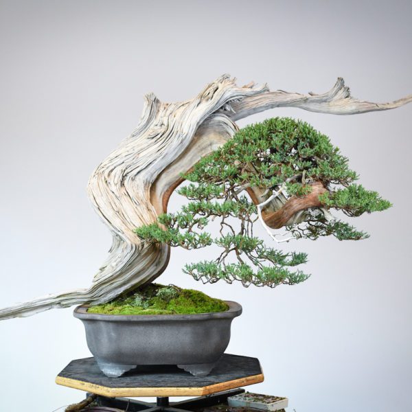 Rocky Mountain juniper bonsai for the US National Bonsai Exhibition