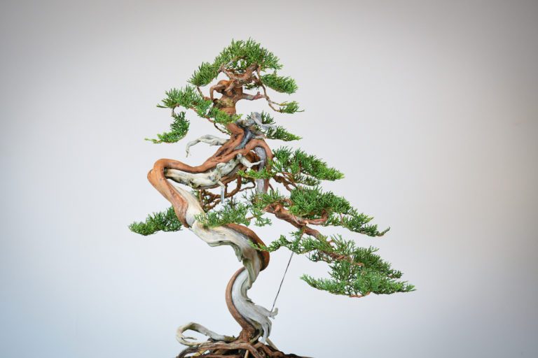 Bonsai tree inspiration Eiseien