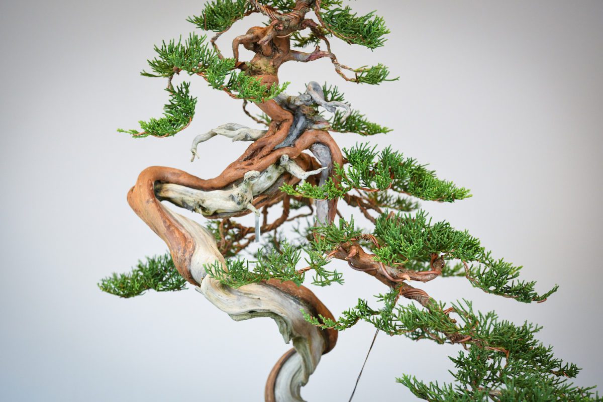 Bonsai tree inspiration Eiseien