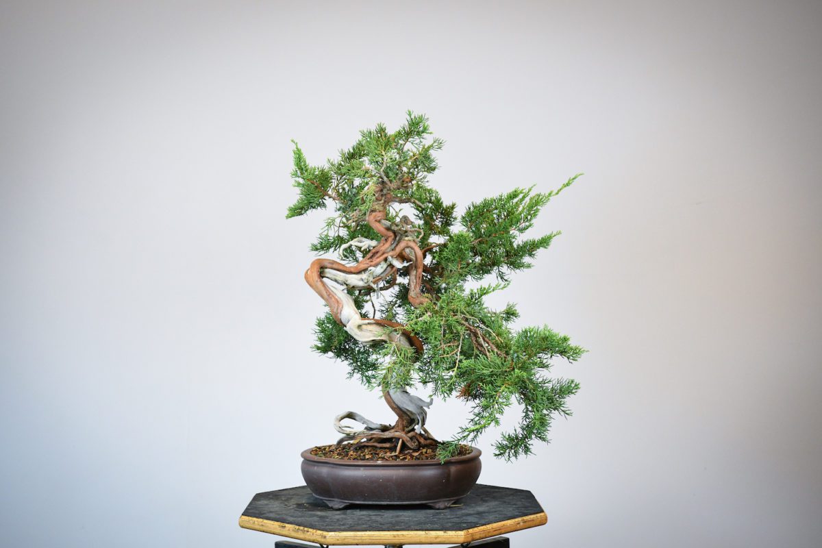 Bonsai tree inspiration Eiseien