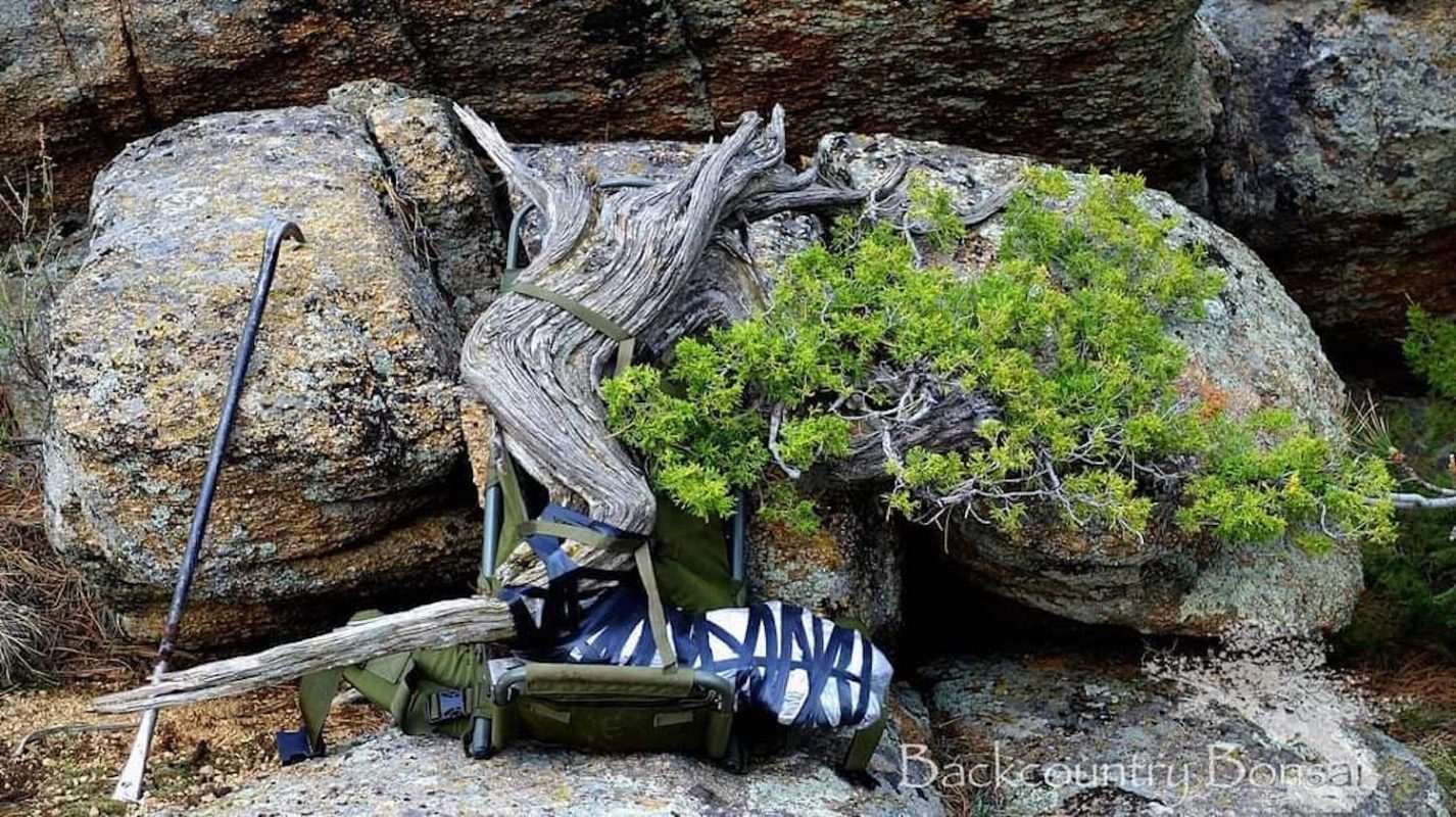 Bonsai tree inspiration Eiseien