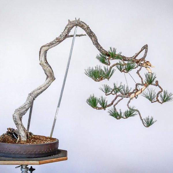 Limber Pine bunjin style