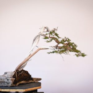 Itoigawa grafted on Rocky Mountain Juniper bonsai at Eisei-en