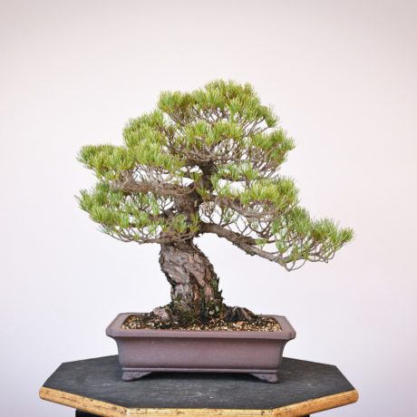 Japanese White Pine bonsai at Eisei-en