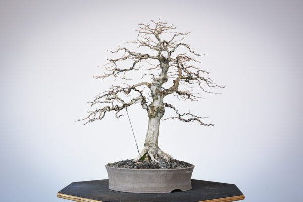 Korean hornbeam bonsai at Eisei-en