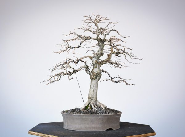 Korean hornbeam bonsai at Eisei-en