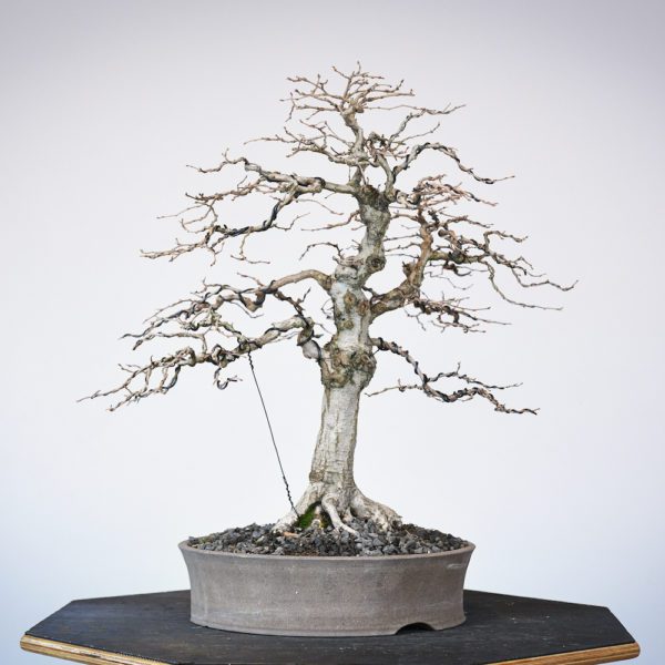 Korean hornbeam bonsai at Eisei-en